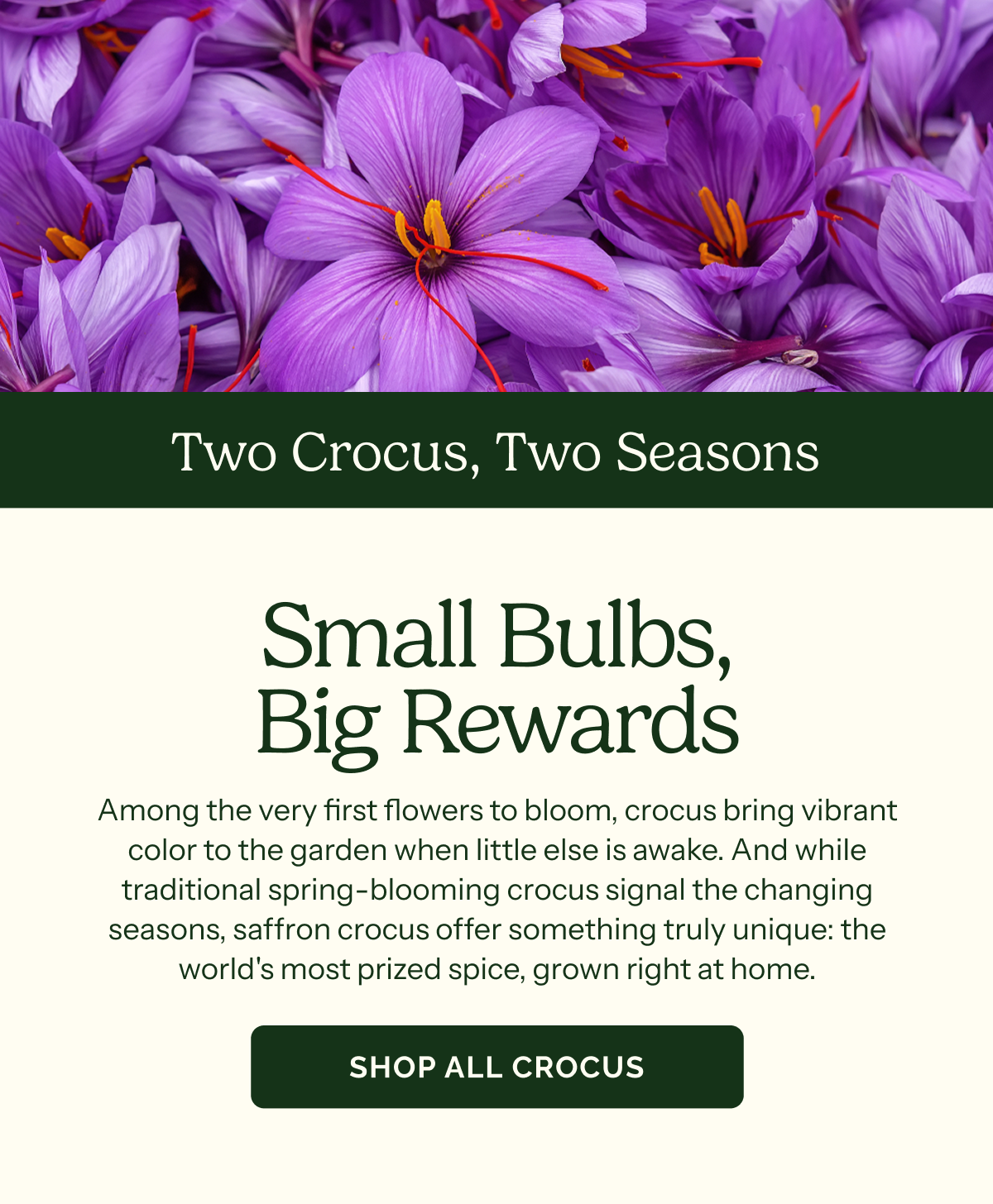 Small Bulbs, Big Rewards – Two Crocus, Two Seasons – Among the very first flowers to bloom, crocus bring vibrant color to the garden when little else is awake. And while traditional spring-blooming crocus signal the changing seasons, saffron crocus offer something truly unique: the world's most prized spice, grown right at home. SHOP ALL CROCUS