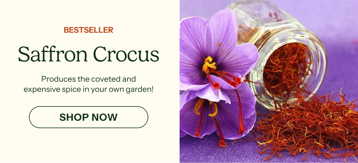 Saffron Crocus