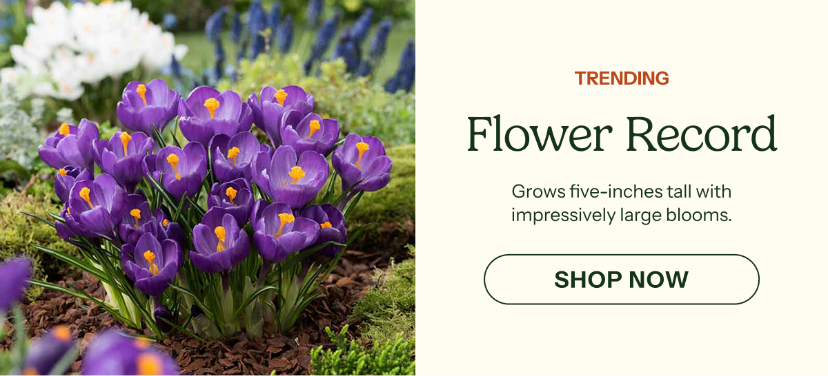 Flower Record