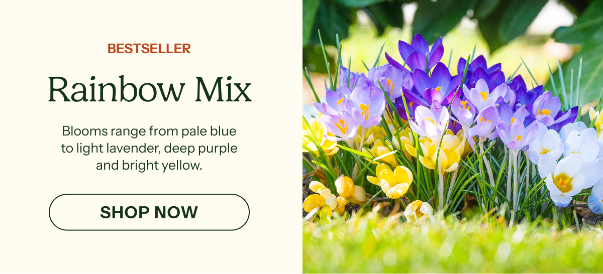 Rainbow Mix