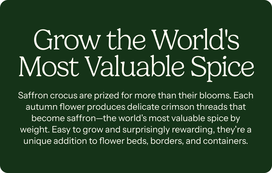 Grow the World's Most Valuable Spice – Saffron crocus are prized for more than their blooms. Each autumn flower produces delicate crimson threads that become saffron—the world's most valuable spice by weight. Easy to grow and surprisingly rewarding, they're a unique addition to flower beds, borders, and containers.