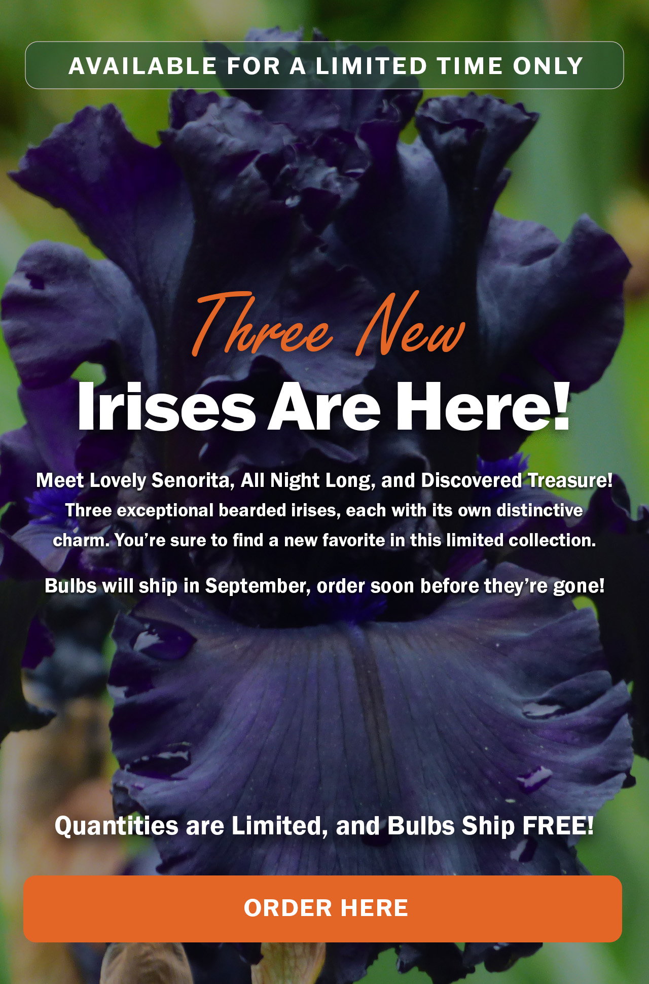 Order Iris bulbs