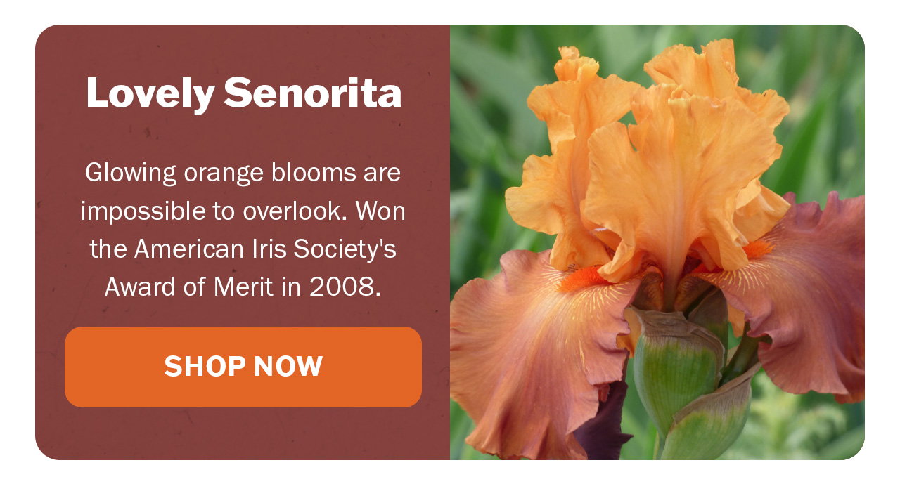 Lovely Senorita