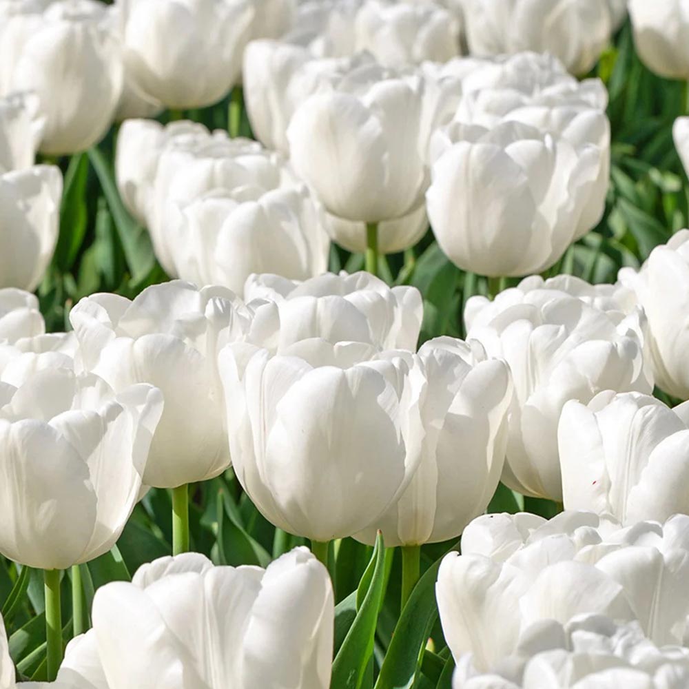 Tulip 'White Prince'