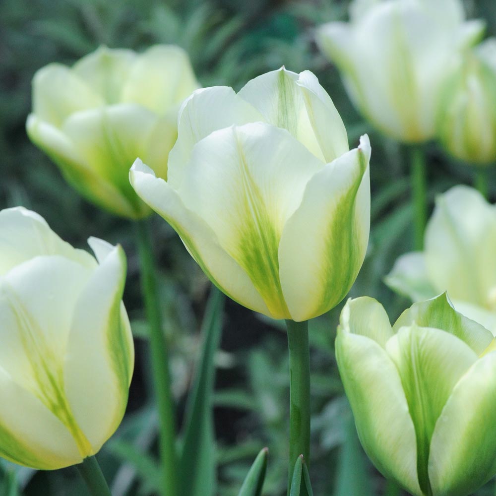 Tulip 'Spring Green'