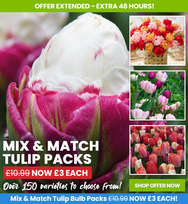 Tulip Mix & Match