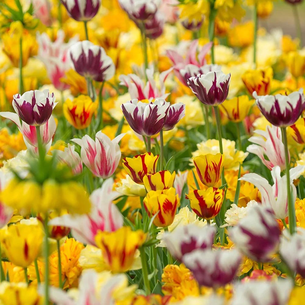 Tulip 'Rembrandt Mix'