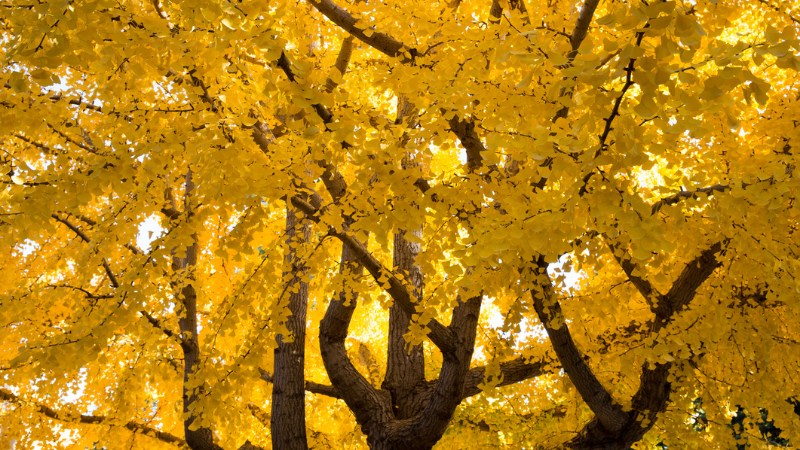 A large Autumn Gold Ginkgo Tree with bright yellow foliage.