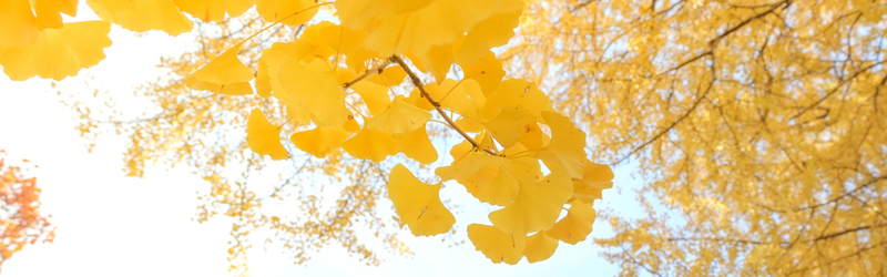 Close up ofAutumn Gold Ginkgo Tree yellow foliage.