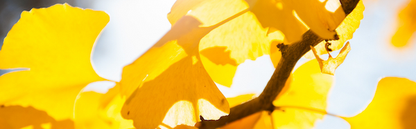 Close up ofAutumn Gold Ginkgo Tree yellow foliage in the sun on an established branch.