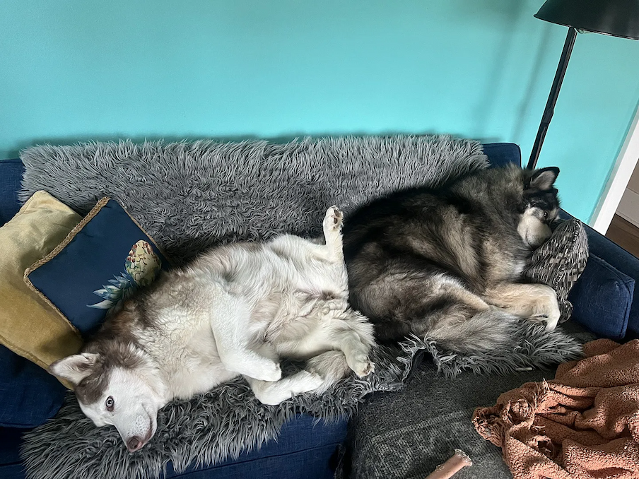 Huskies