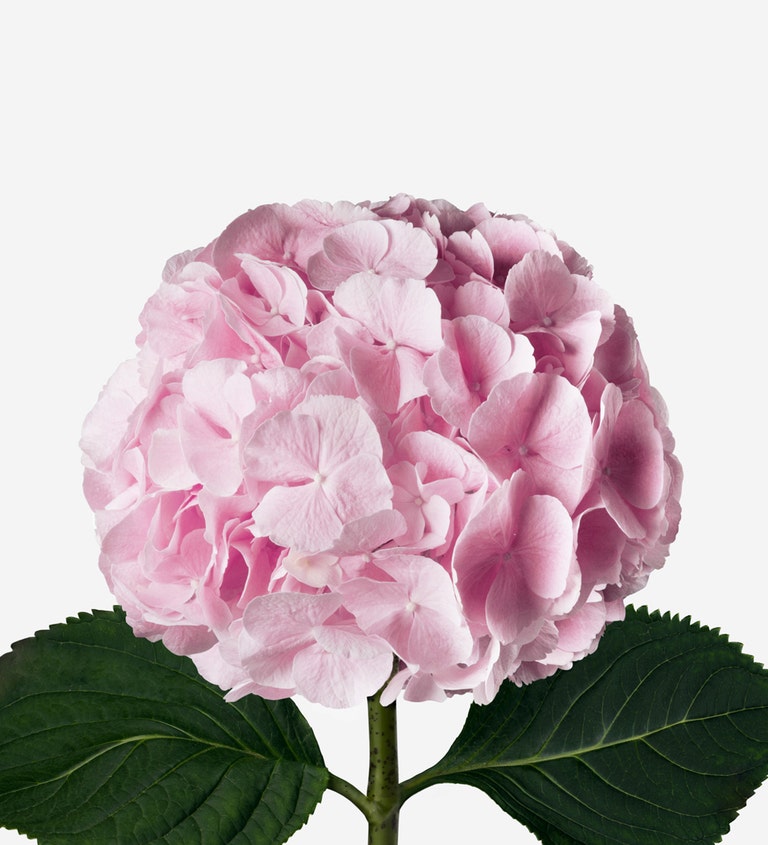 Pink Knickers Hydrangea