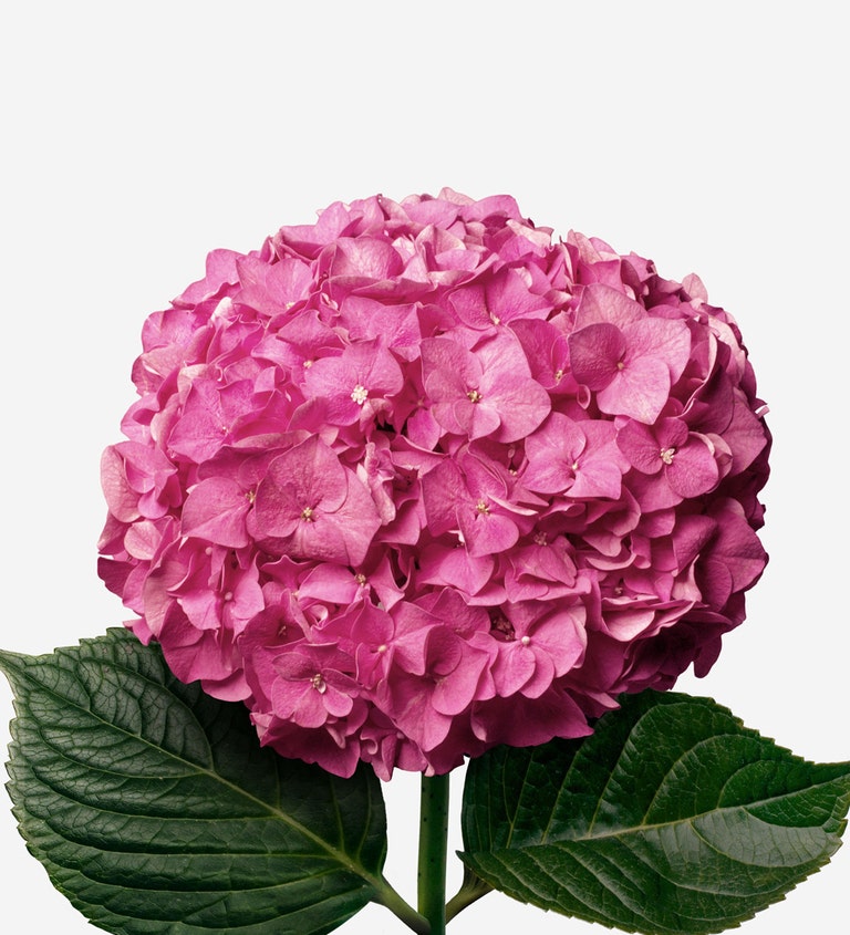 Cherry Crush Hydrangea