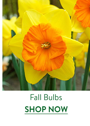 Flowering Bulbs