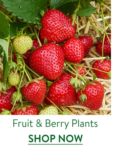 Fruit and Berry Plants