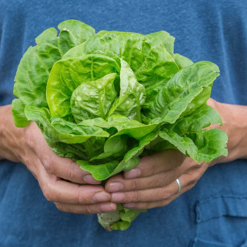 Lettuce 'Little Gem' Seeds