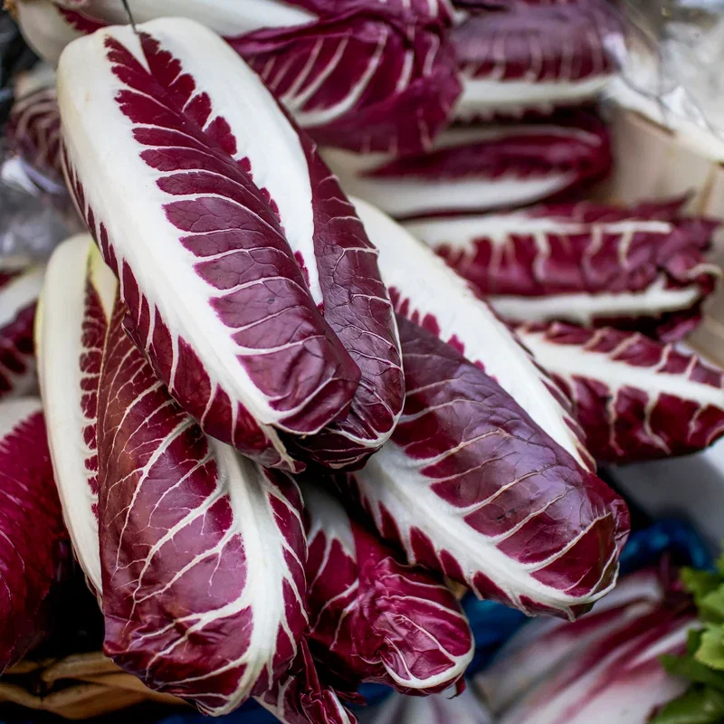 Chicory 'Rossa di Treviso' Seeds