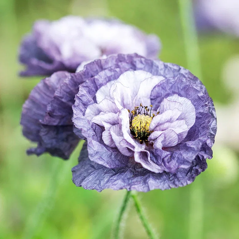 Papaver rhoeas 'Amazing Grey' (Poppy) Seeds