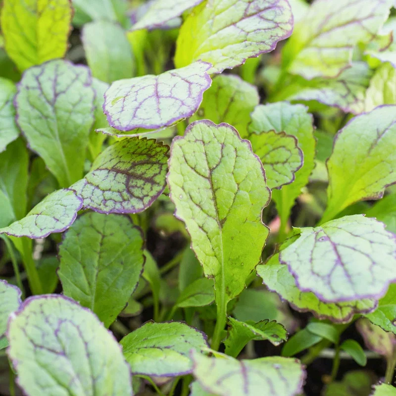 Mustard 'Red Giant' Seeds
