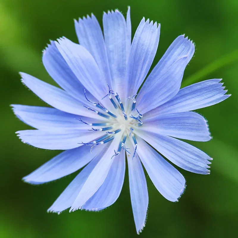 Cichorium intybus- Chicory Seeds