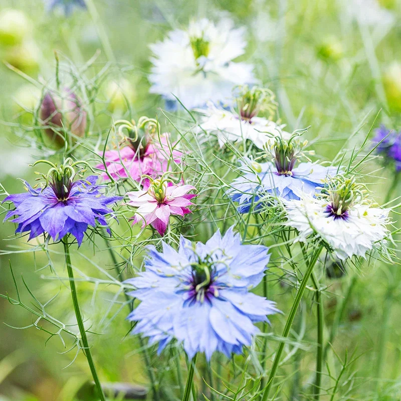 Nigella damascena 'Persian Jewels' Seeds