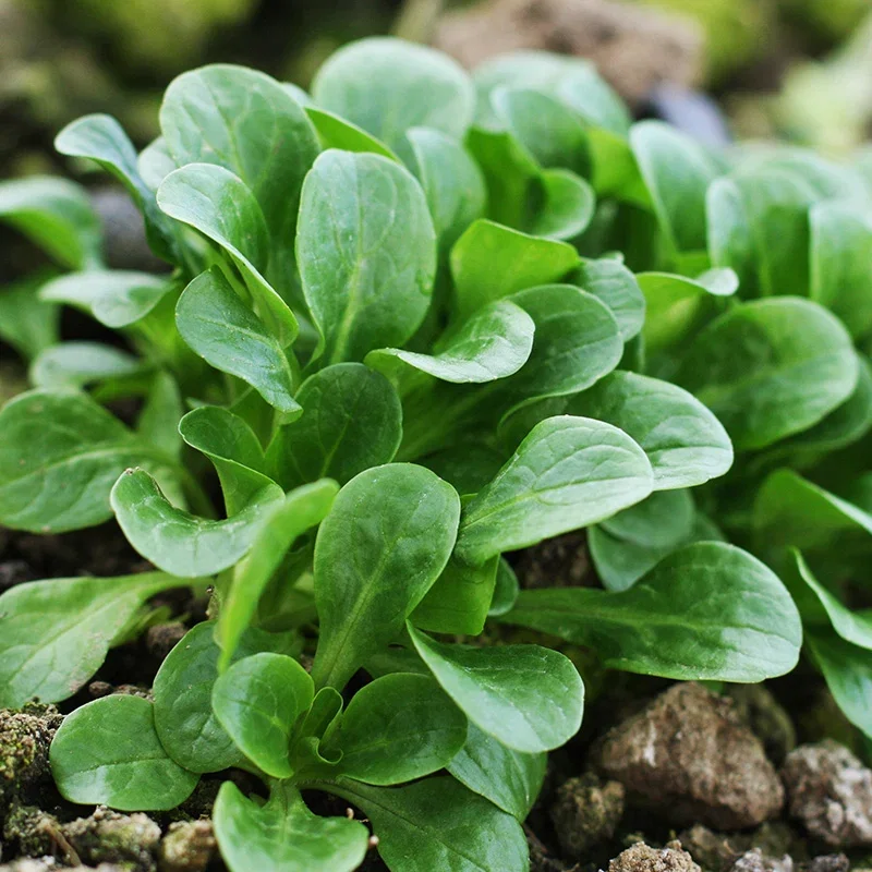 Corn Salad 'Vit' Seeds