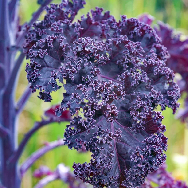 Kale 'Scarlet' (Borecole) Seeds