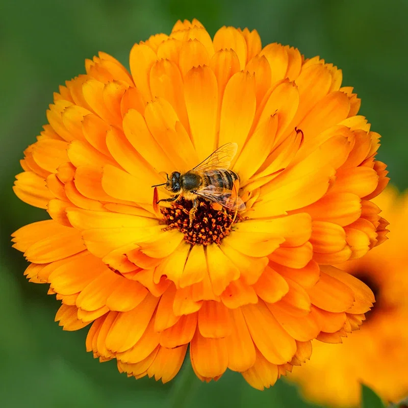 Calendula 'Indian Prince' Seeds