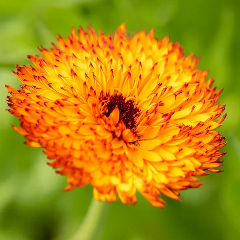 Calendula 'Neon' Seeds