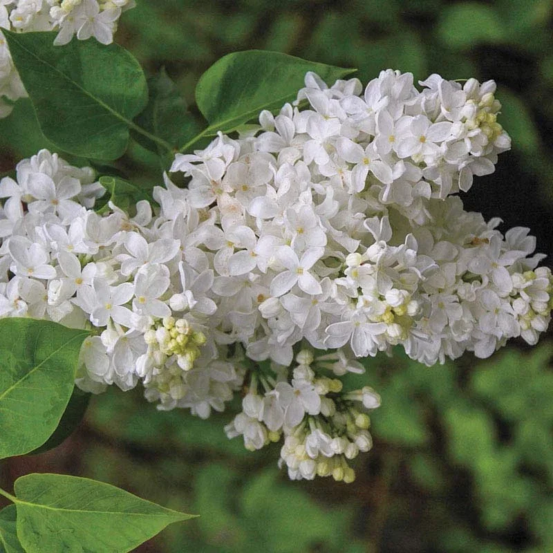 Snowy Beach Party™ Lilac Shrub