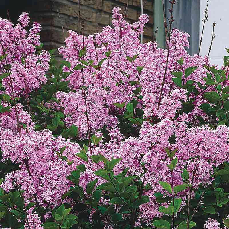 Josee Reblooming Lilac Shrub