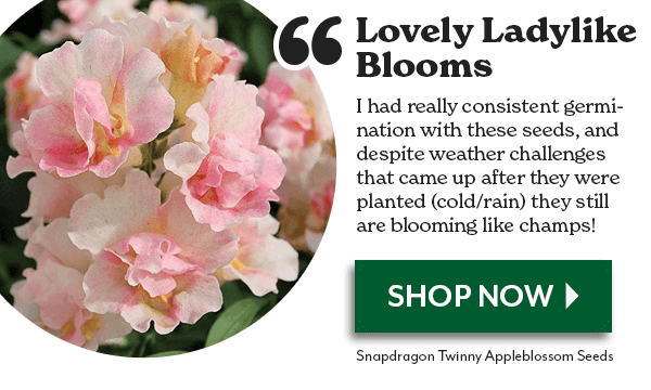 Lovely Ladylike Blooms! Snapdragon Twinny Appleblossom Seeds