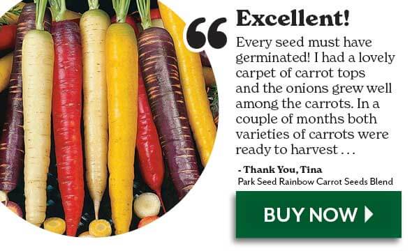 Rainbow Carrot Seeds Blend
