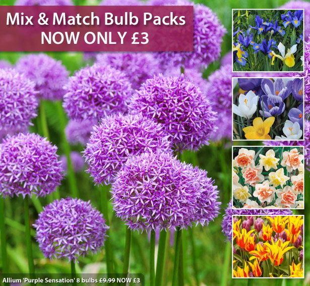 Mix & Match Bulbs