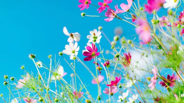 Memory : fleurs