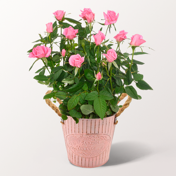 Für alle Rosenfreunde. Rosa Rose im dekorativen Topf für 24,99 €