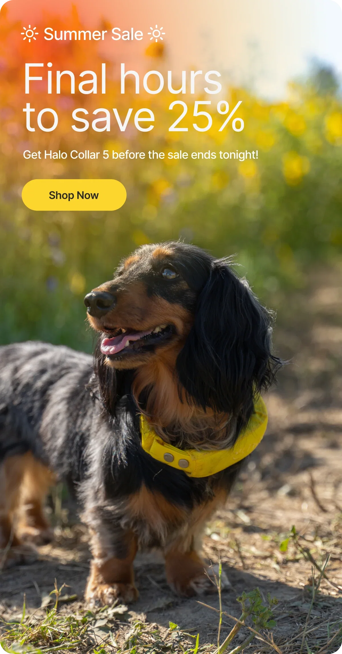 There are only a few hours left of the Summer Sale. Save 25% on Halo Collar 5 and take advantage of our lowest price ever.