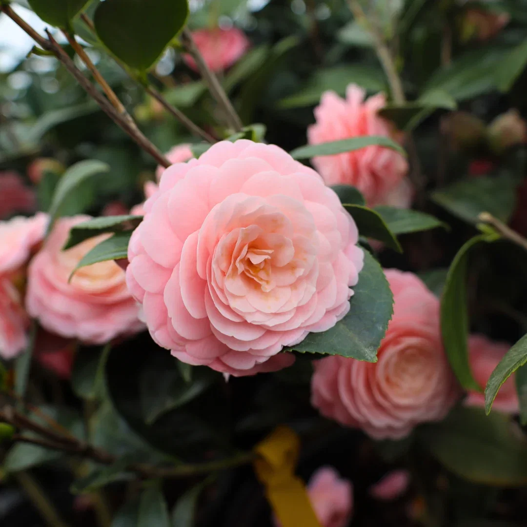 Image of Pink Perfection Camellia