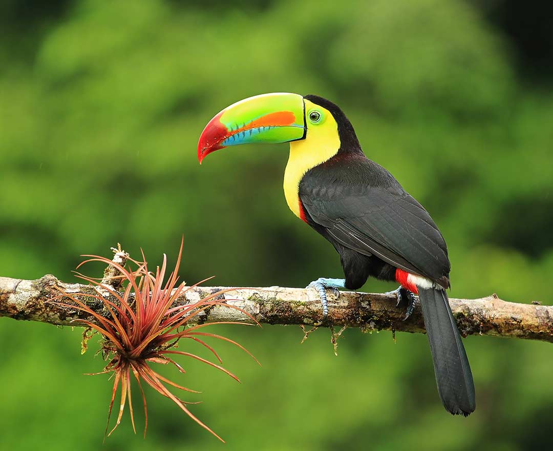 Beautés naturelles du Costa Rica
