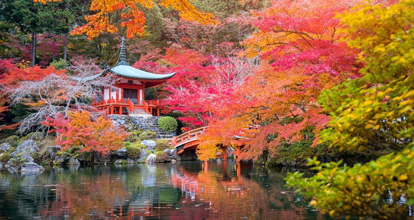 Set de 4 arces japoneses de distintas variedades y colores