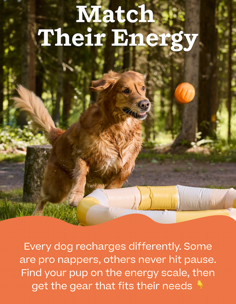 Every dog recharges differently. Some are pro nappers, others never hit pause. Find your pup on the energy scale, then get the gear that fits their needs | Shop Camp Woof 
