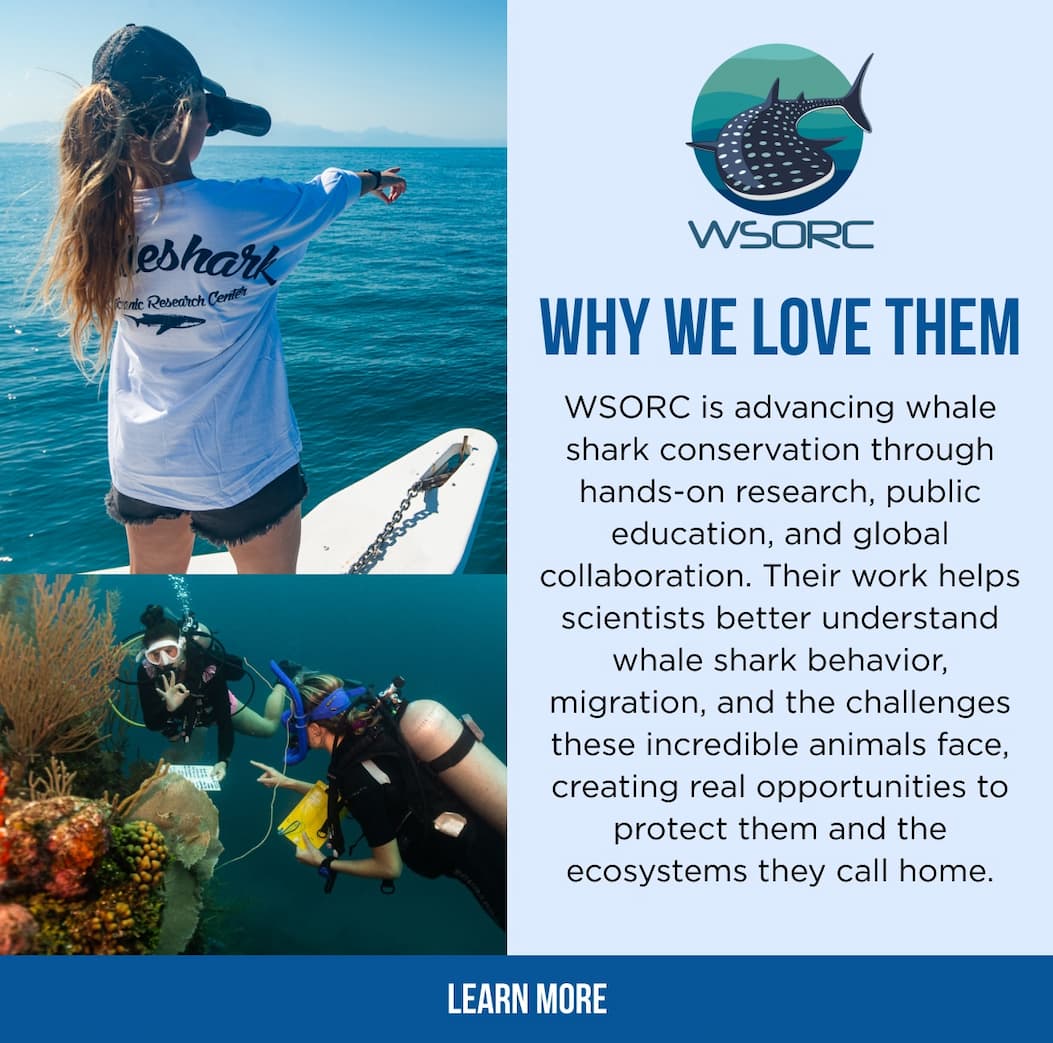 Why We Love Them WSORC is advancing whale shark conservation through hands-on research, public education, and global collaboration. Their work helps scientists better understand whale shark behavior, migration, and the challenges these incredible animals face, creating real opportunities to protect them and the ecosystems they call home. LEARN MORE