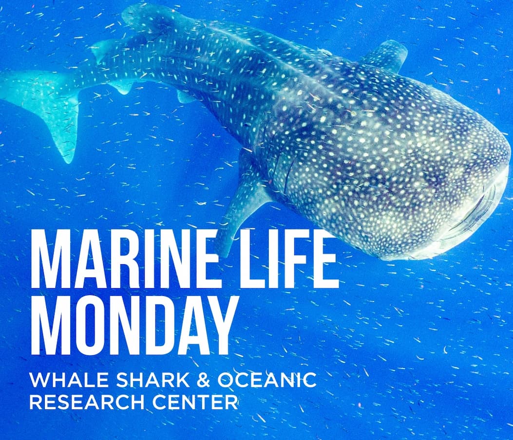 Marine Life Monday Whale Shark & Oceanic Research Center