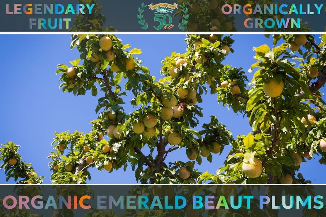 Organic peaches