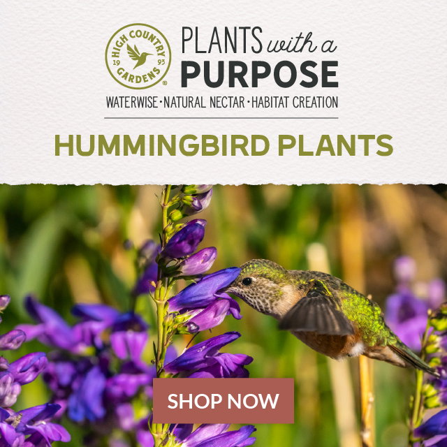 Hummingbird Plants