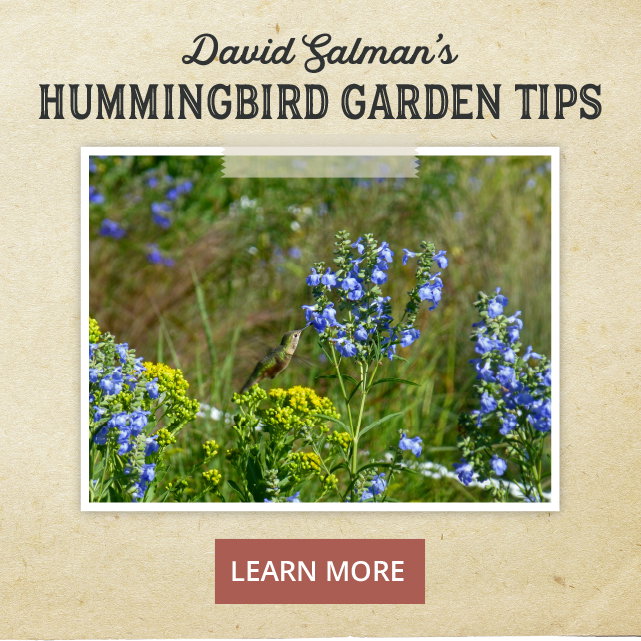 Hummingbird