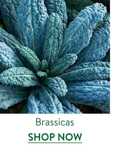 Brassica Seeds and Plants
