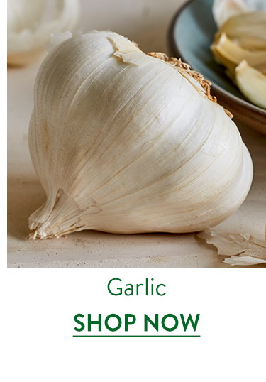 Garlic Bulbs