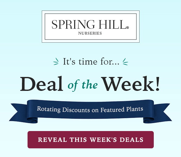 weekly-deals