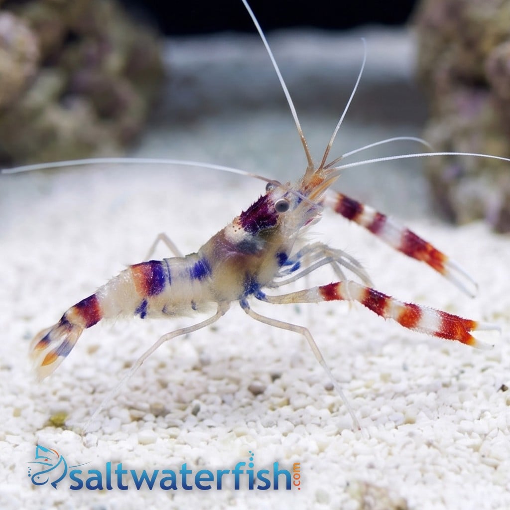 Coral Banded Shrimp